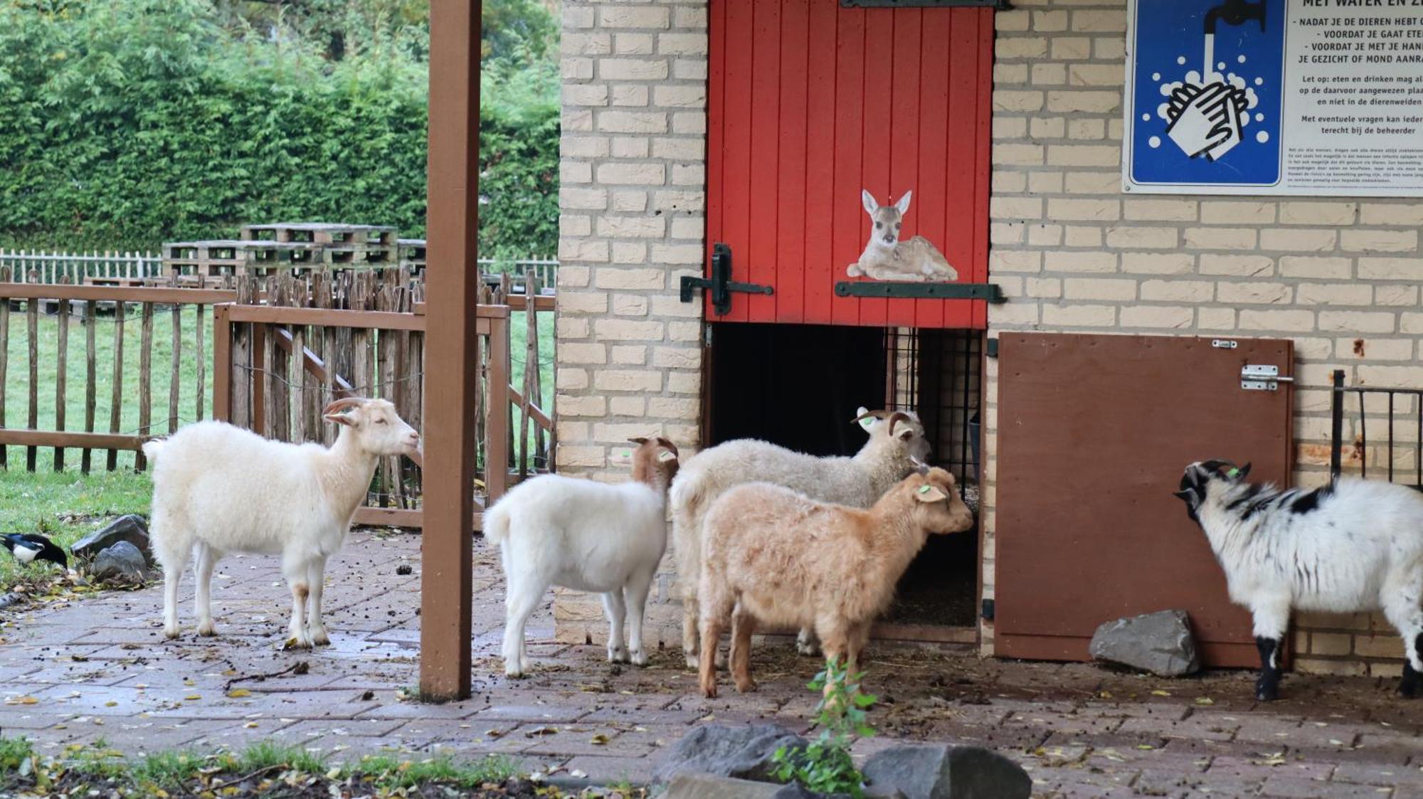 Het Huys Ewijk Mooi Luxe En Een Laadpaal Buitenkant foto